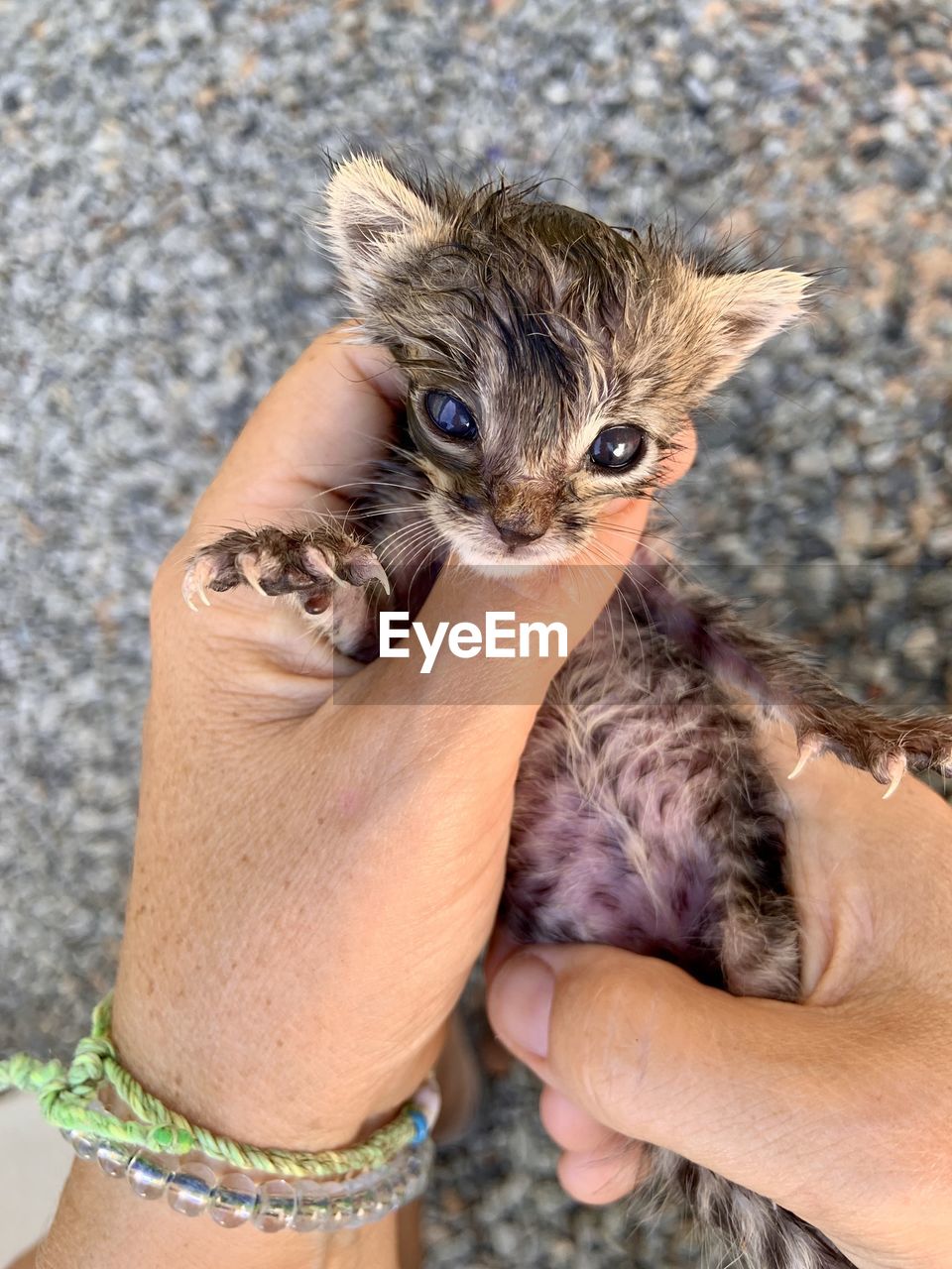 Midsection of woman holding kitten