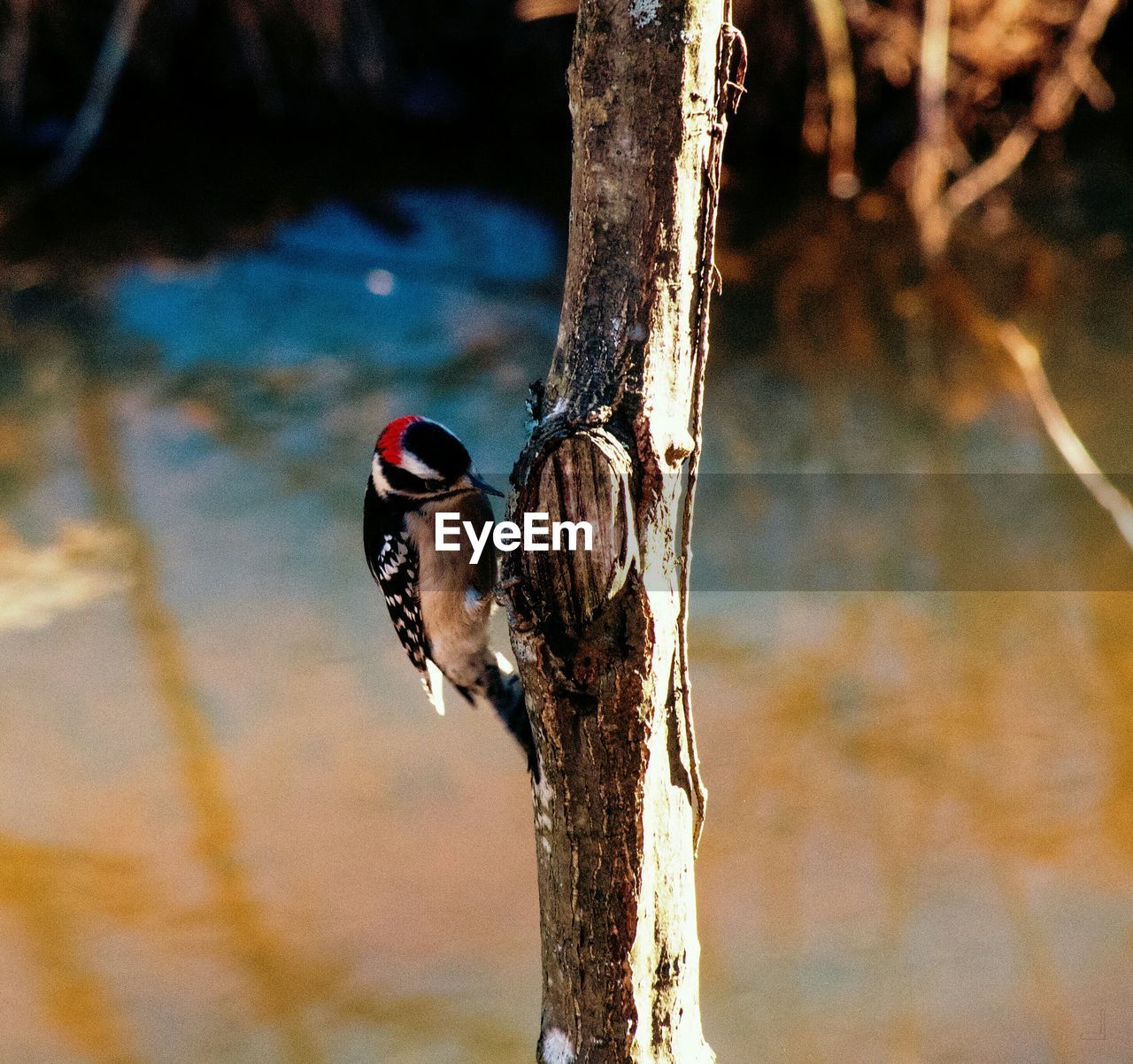 CLOSE-UP OF SPARROW PERCHING ON TREE TRUNK