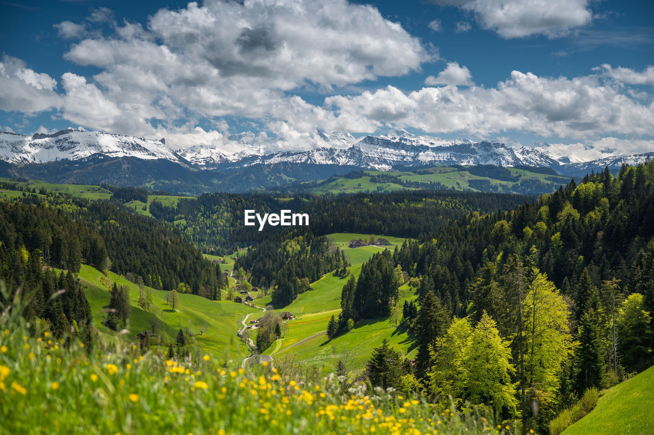 SCENIC VIEW OF TREES AND MOUNTAINS AGAINST SKY