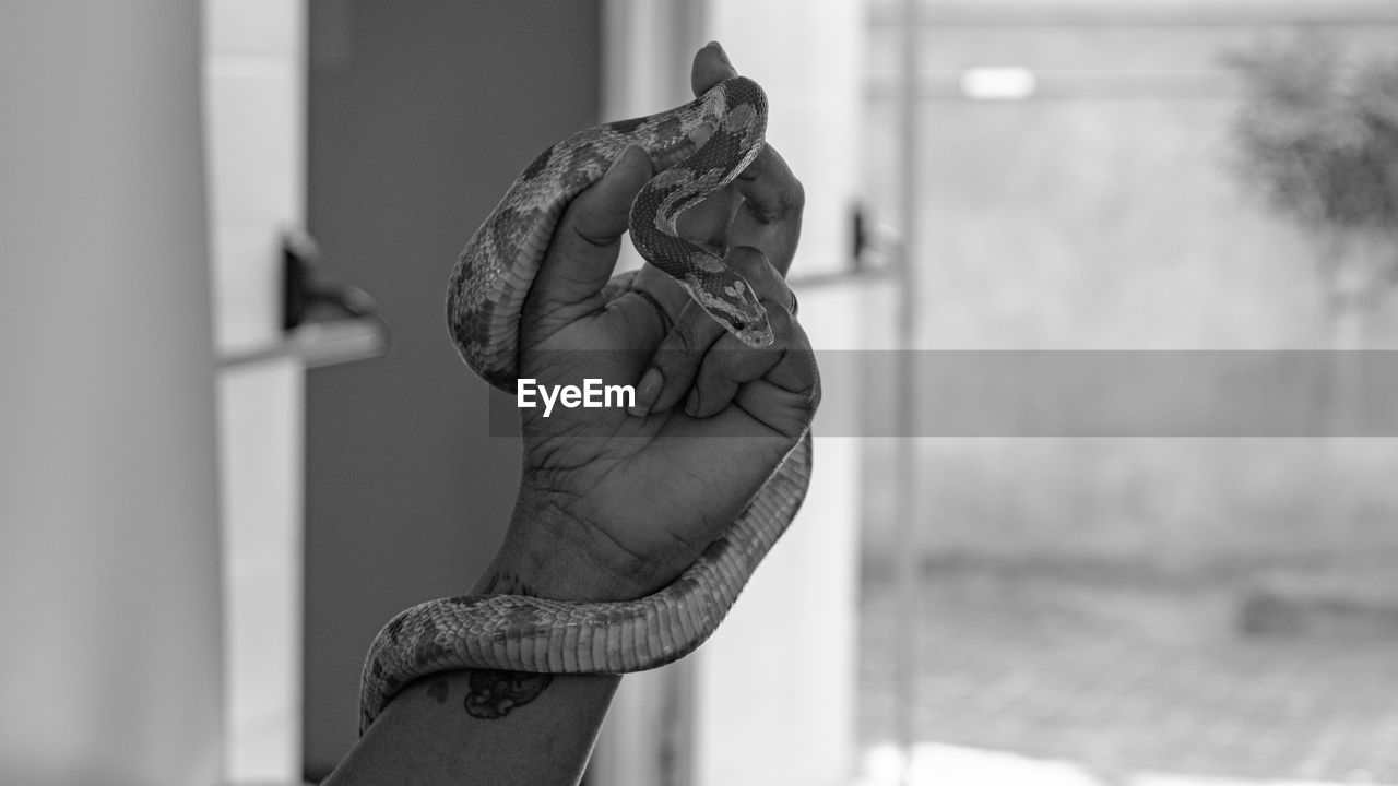 Veterinary professional handling a non-venomous snake known as the corn snake during a class