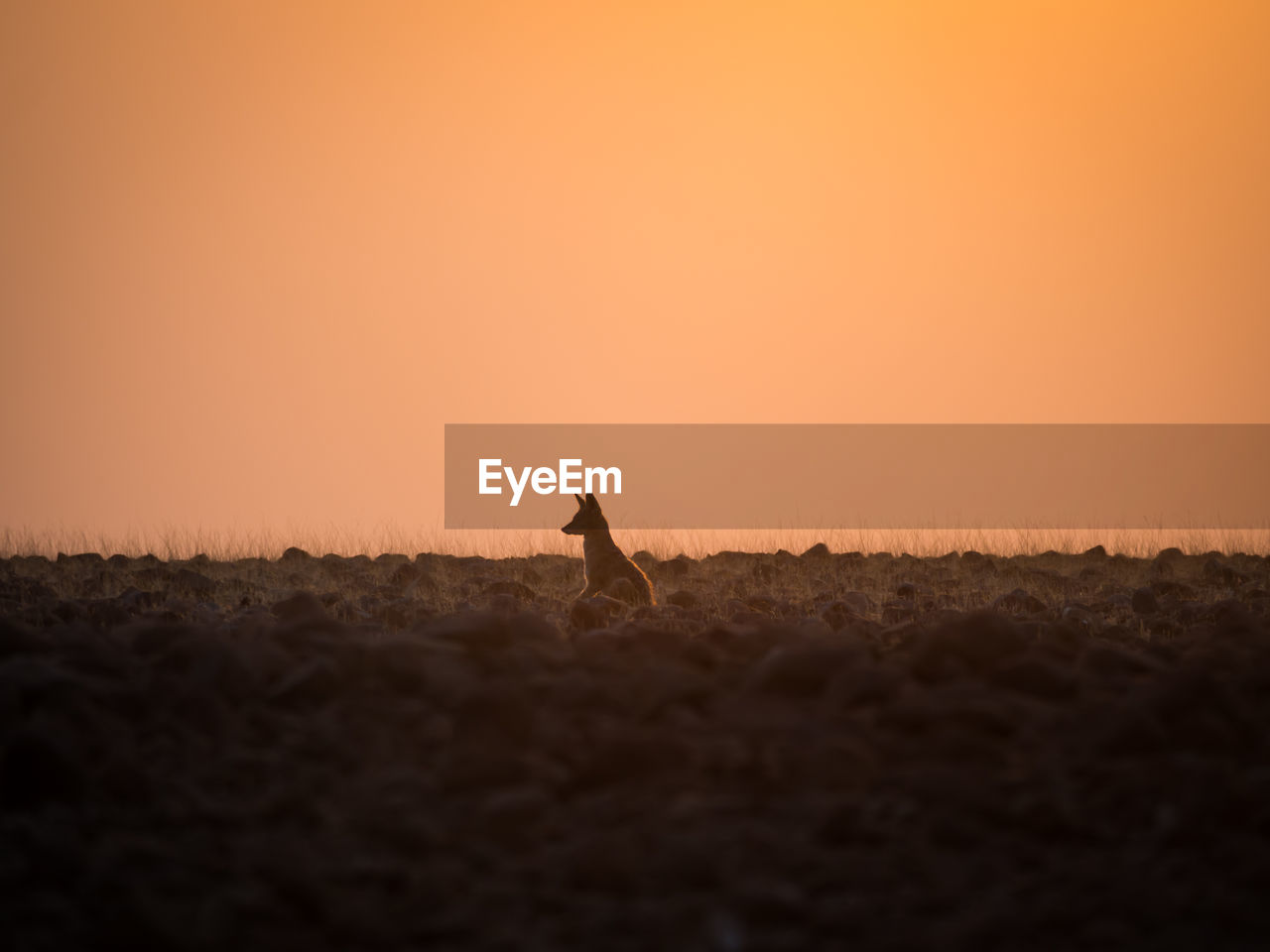 Silhouette of jackal on field against clear sky during sunset