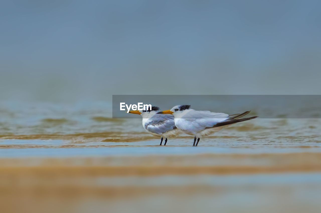 SEAGULL PERCHING ON A SHORE