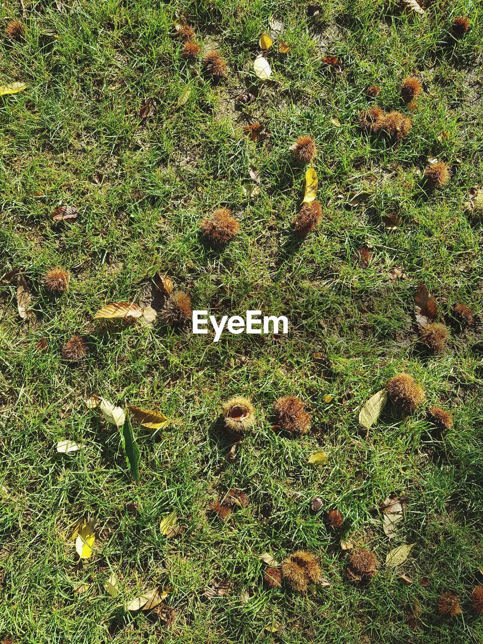 HIGH ANGLE VIEW OF GREEN PLANTS ON FIELD