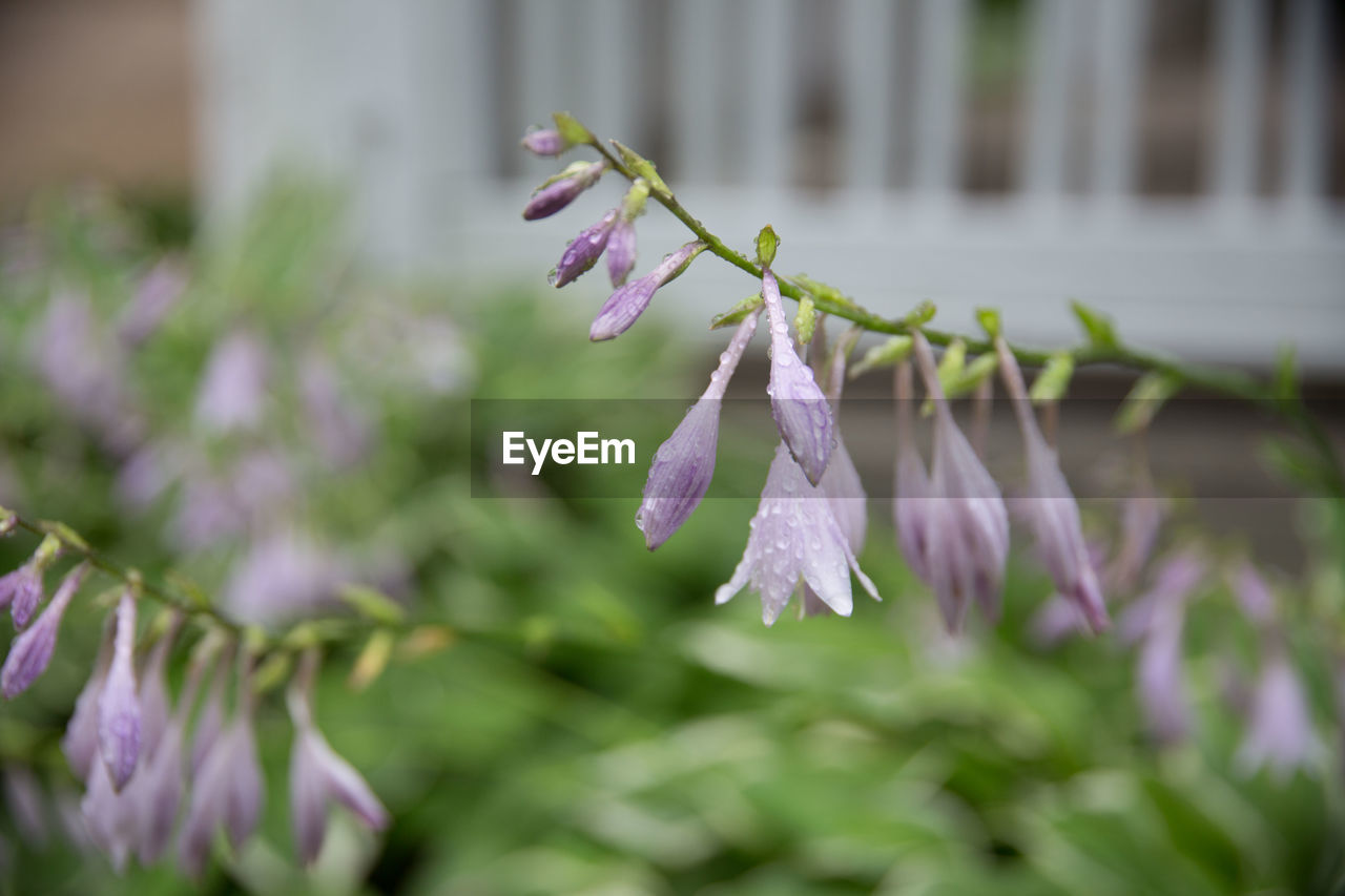 Close-up of purple flowering plant