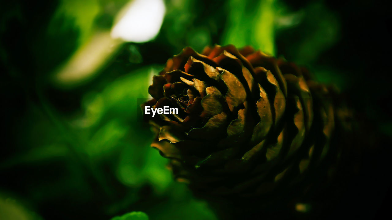 CLOSE-UP OF PINE CONE ON FLOWER