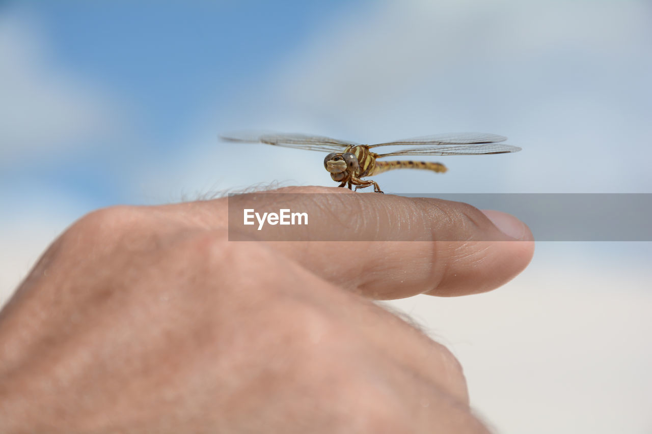 Close-up of insect on hand