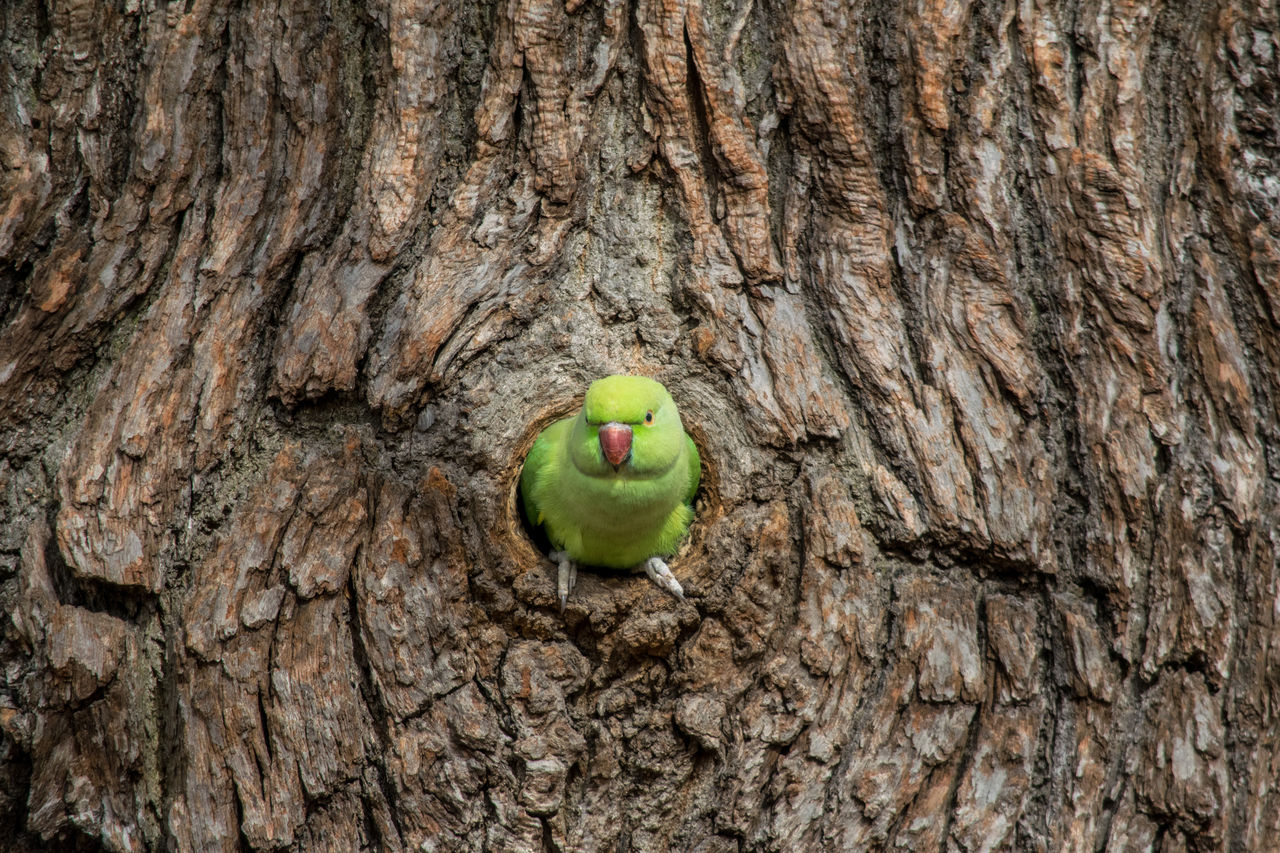 Close-up of bird perching on tree