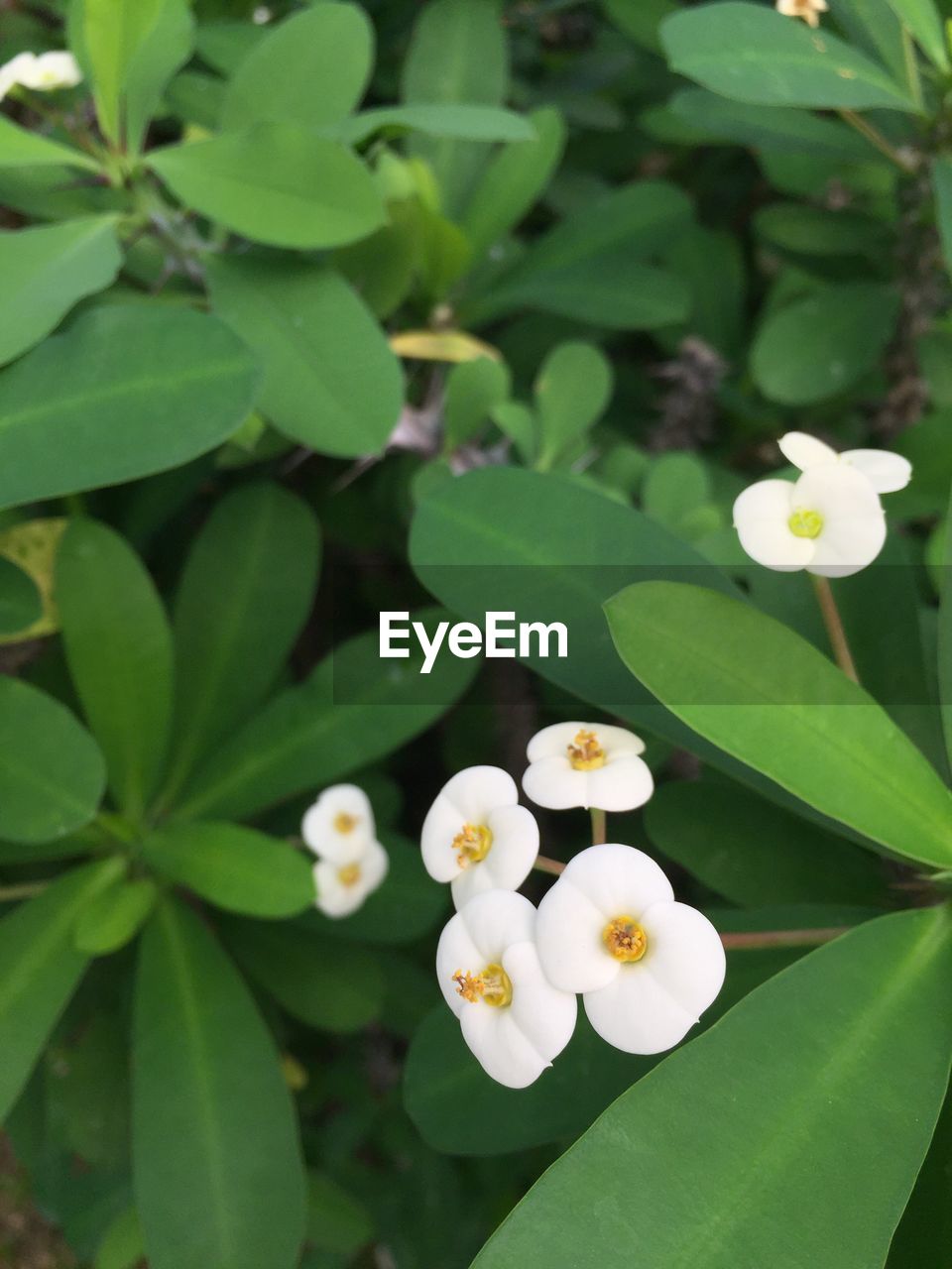 Close-up of white flowers