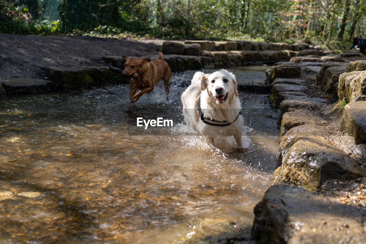 mammal, animal themes, animal, dog, canine, pet, domestic animals, one animal, water, nature, no people, day, wet, portrait, tree, rock, motion, outdoors, plant, wilderness, wildlife, land, looking at camera, sunlight, retriever