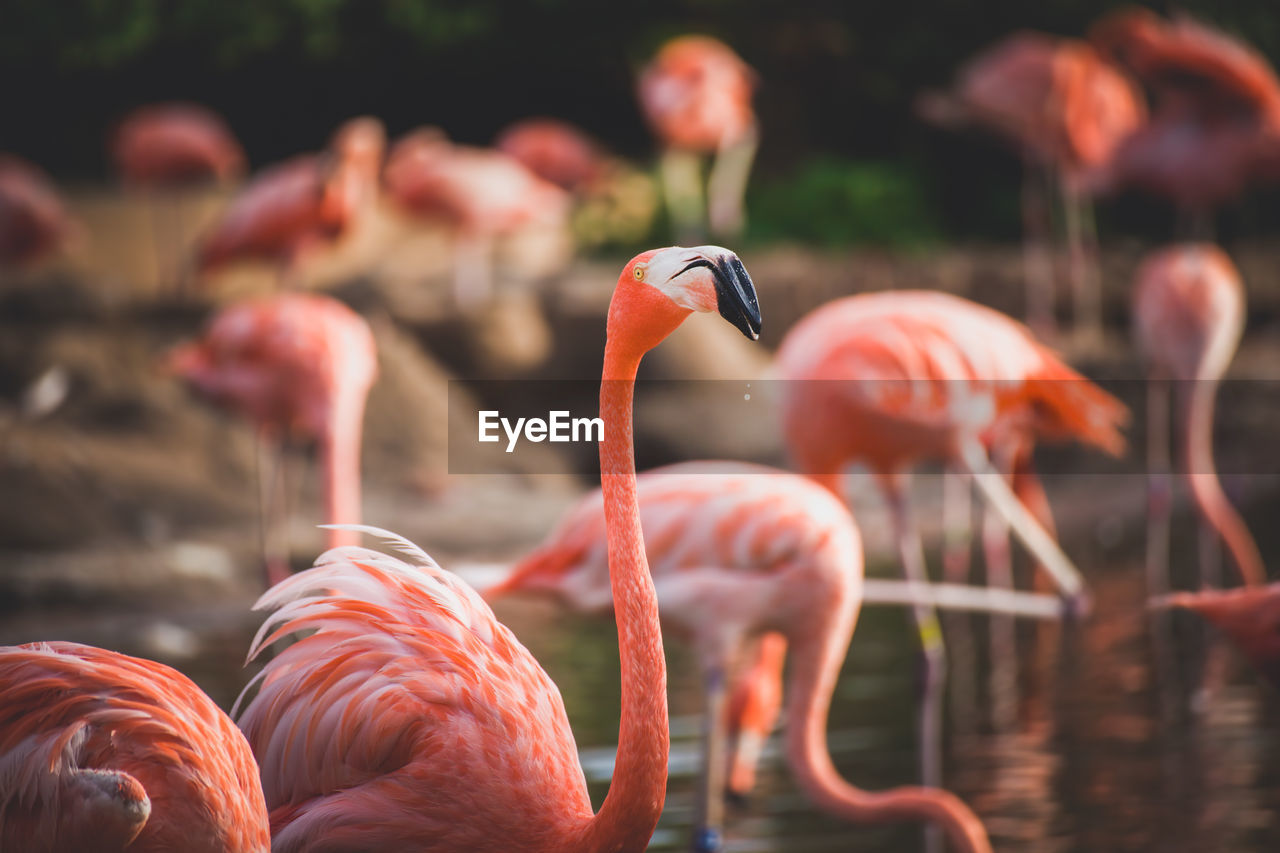 Flamingoes in lake