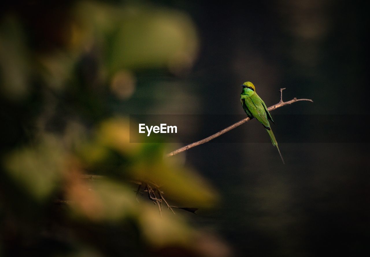 Green bee eater sitting on branch 