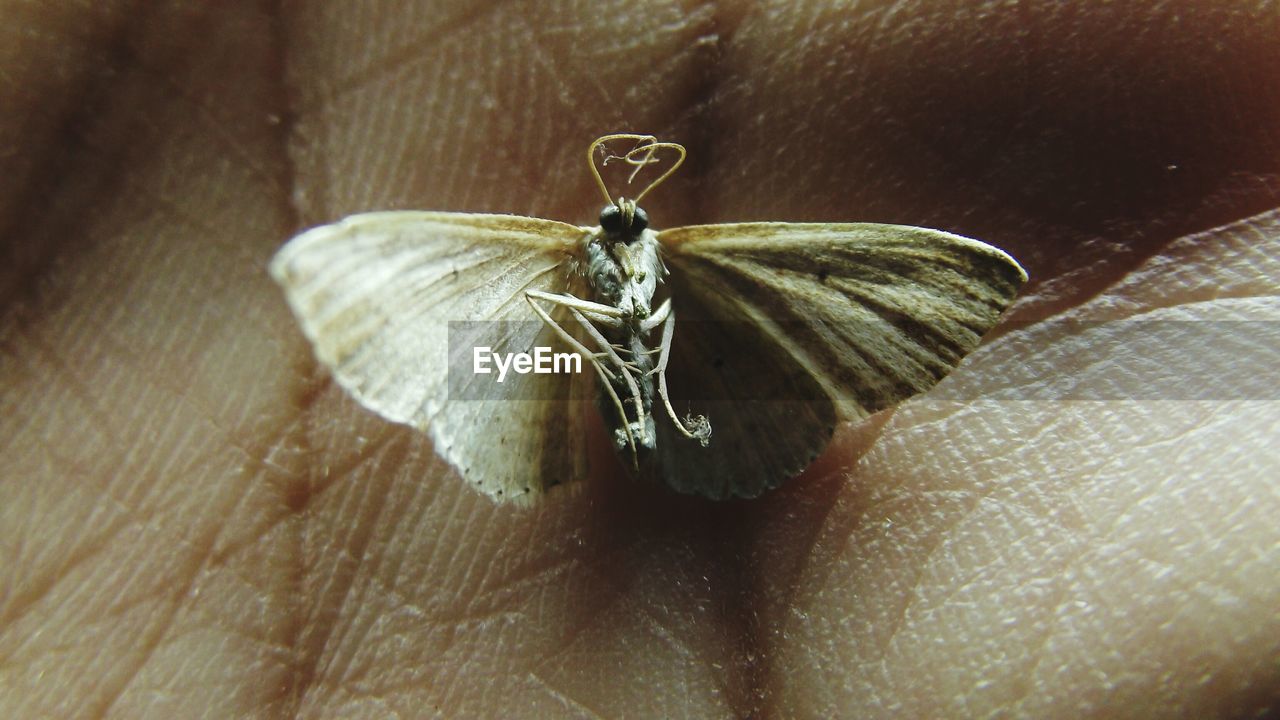 CLOSE-UP OF MOTH ON HAND