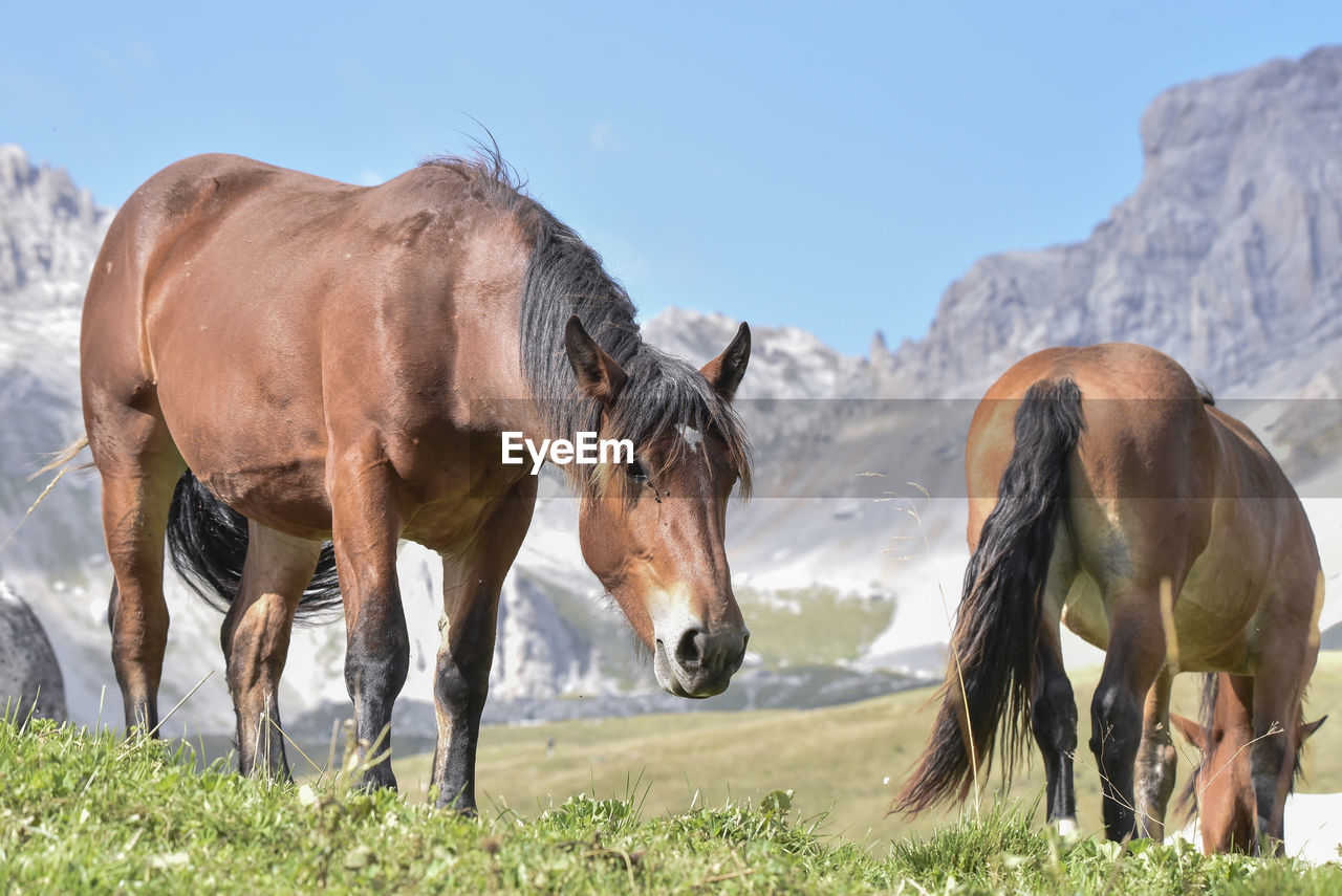 Low angle view of horses on grassy field