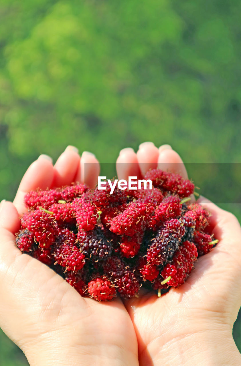 Pile of fresh picked mulberry fruits in woman's hands against green foliage