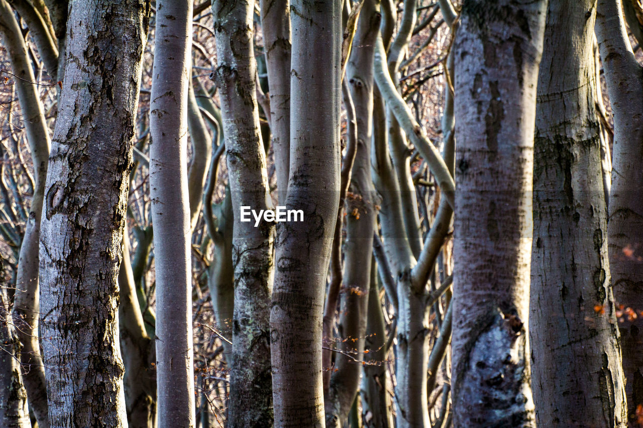 Close-up of tree trunk in forest