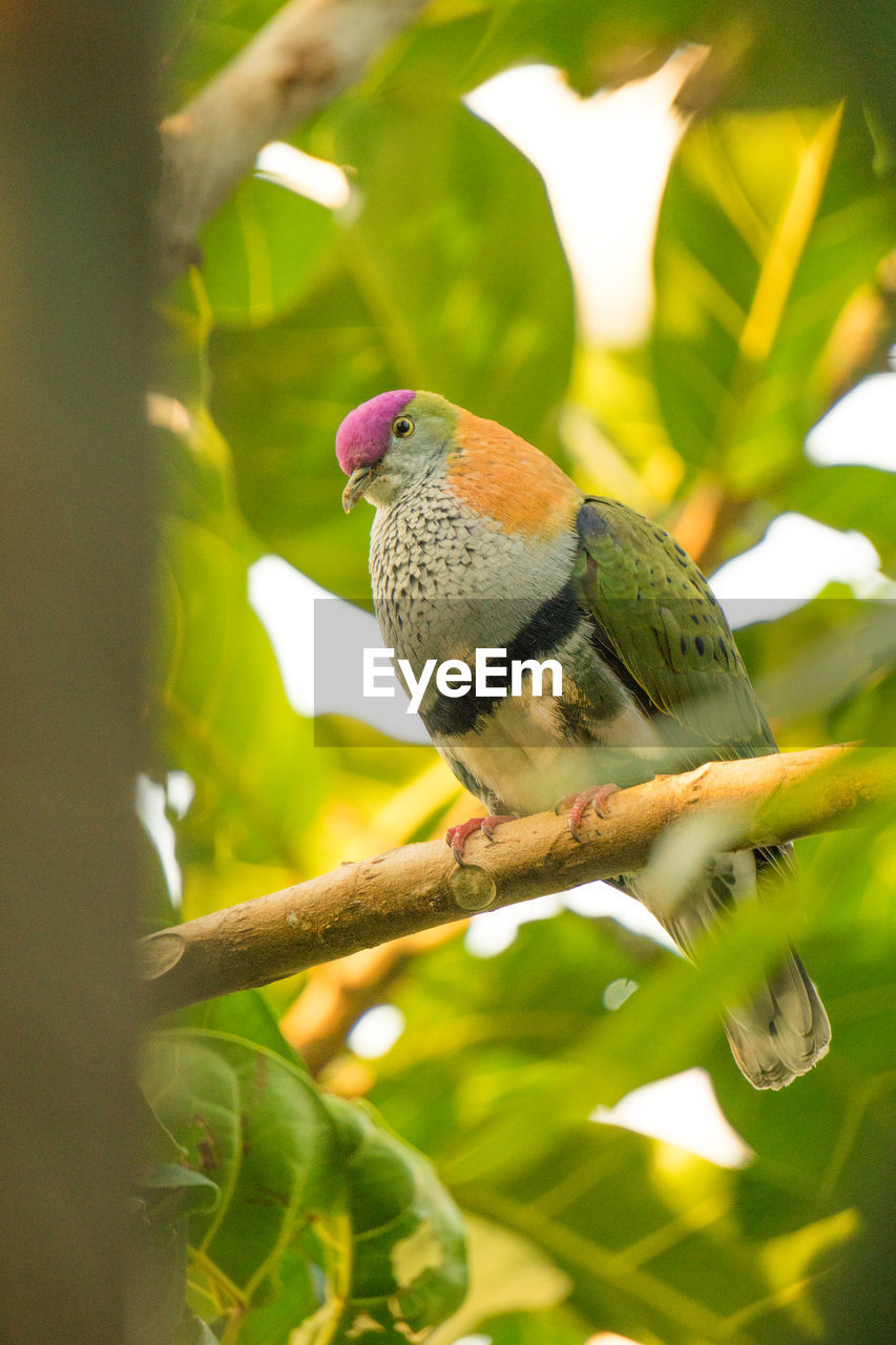 CLOSE-UP OF A BIRD PERCHING ON BRANCH