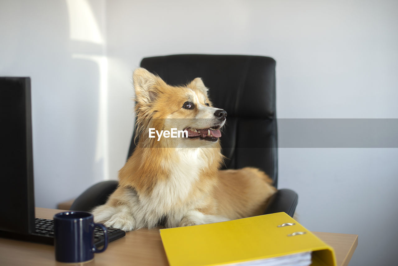 Cute funny corgi dog sits in a chair and works on a computer in the office at his desk