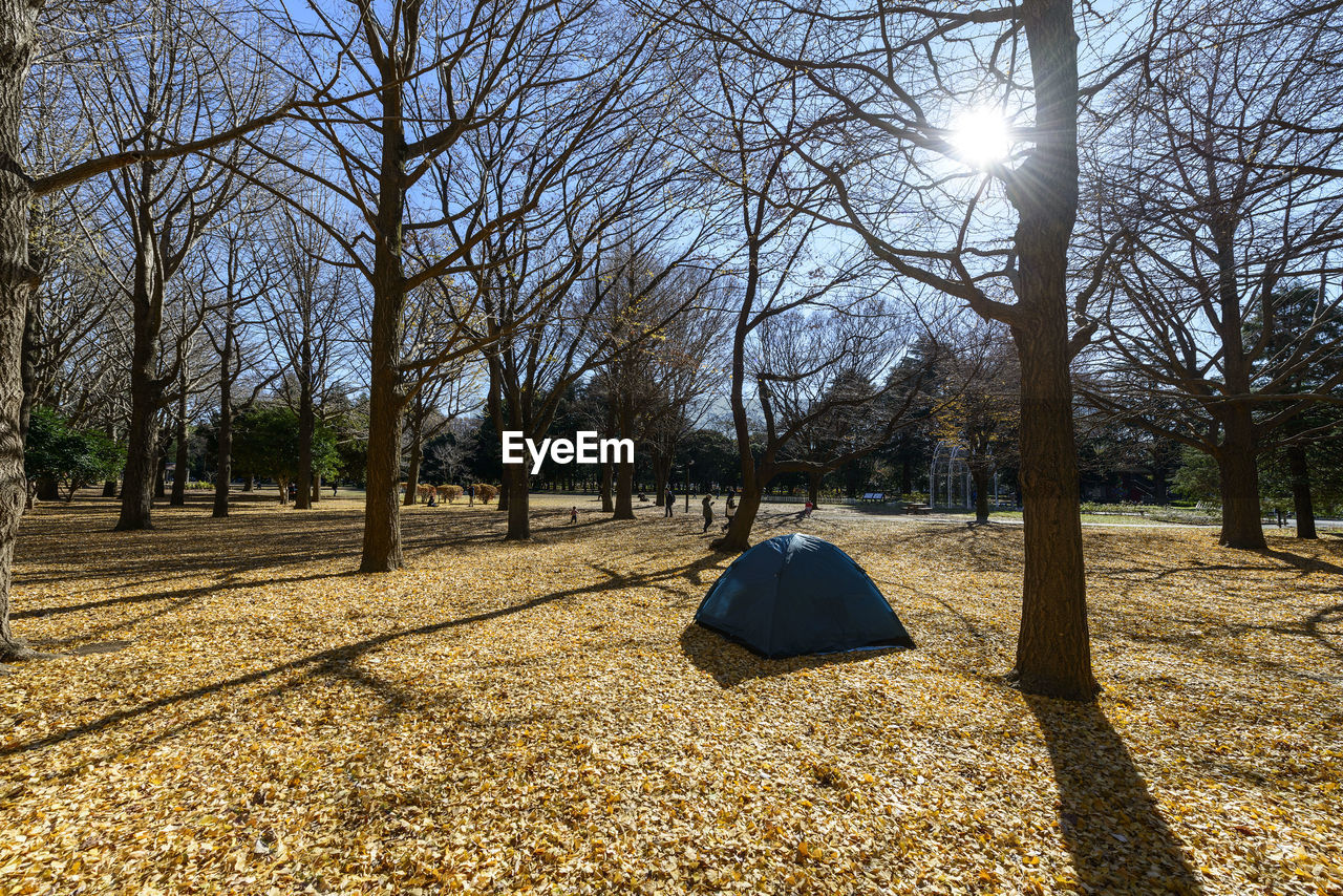 Tent by trees on leaves covered field at yoyogi park during autumn