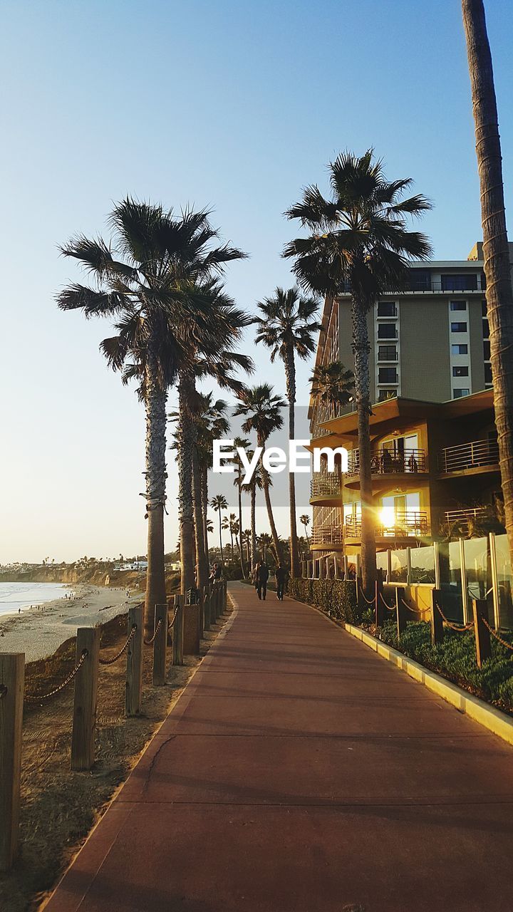 PALM TREES BY FOOTPATH AGAINST CLEAR SKY