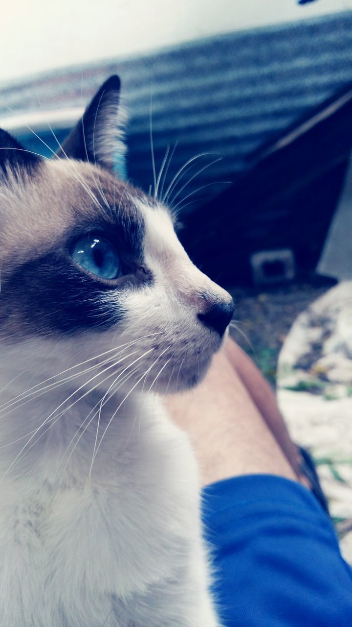 CLOSE-UP OF HAND FEEDING CAT