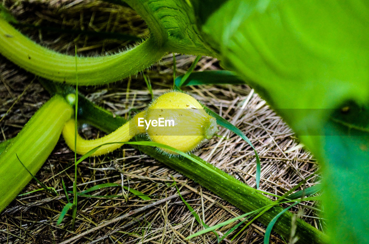 CLOSE-UP OF GREEN PLANT