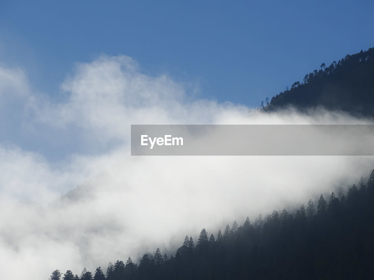 Low angle view of trees against sky