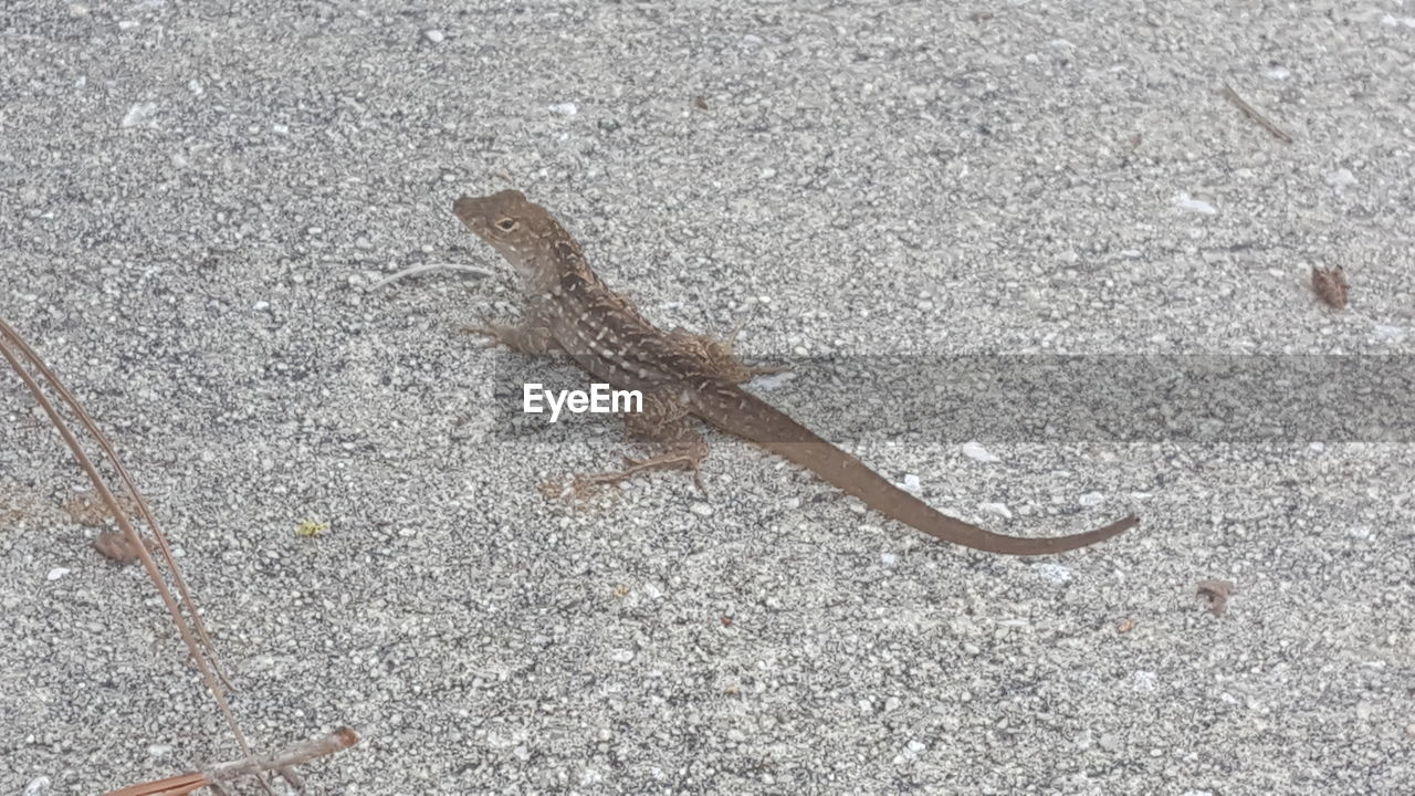 CLOSE-UP OF LIZARD ON GROUND