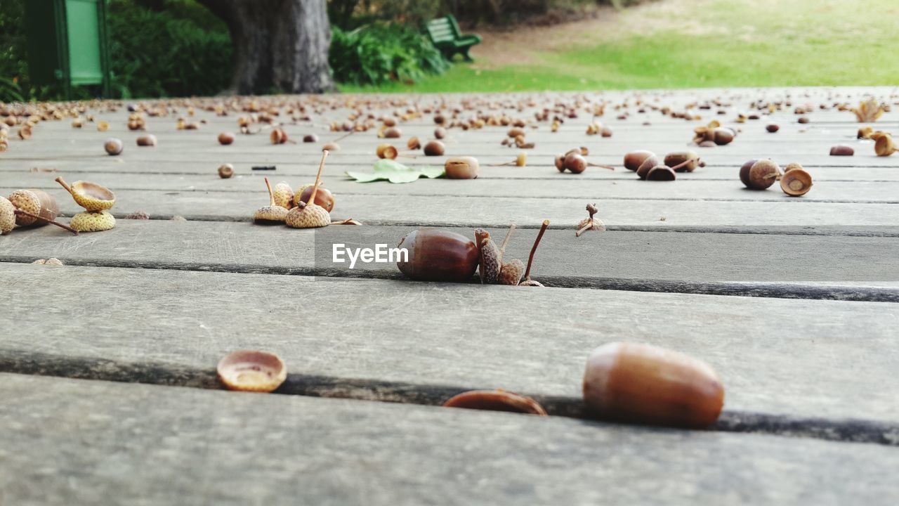 Acorns fallen on wooden deck