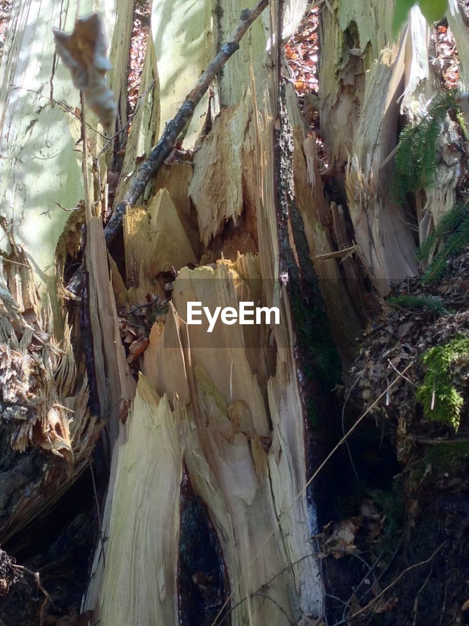 PLANTS GROWING ON TREE TRUNK