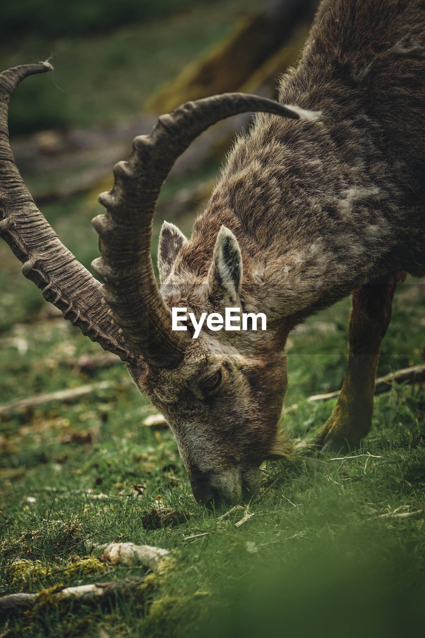 Close-up of alpine ibex eating grass