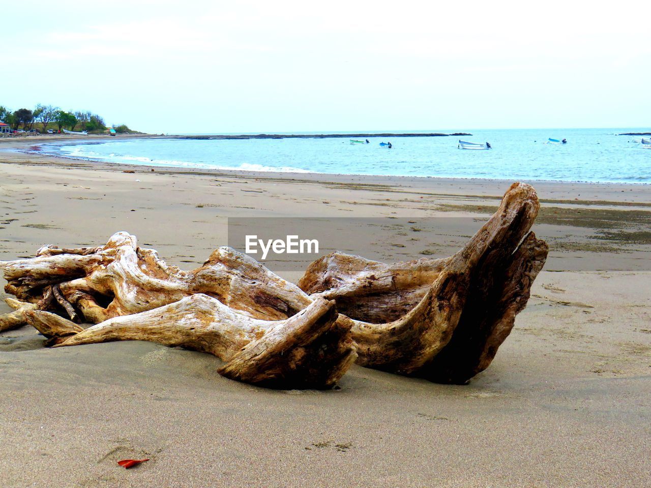 VIEW OF DRIFTWOOD ON BEACH