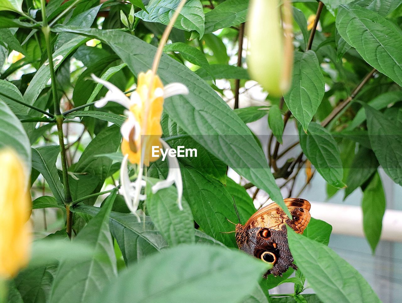 CLOSE-UP OF BUTTERFLY ON LEAF