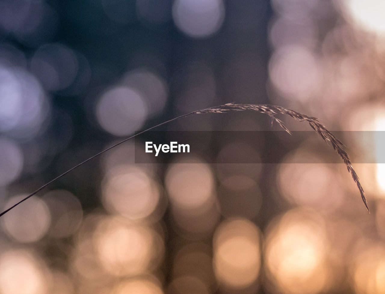 Close-up of plant against lights