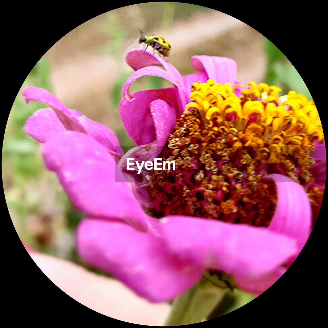 CLOSE-UP OF PINK FLOWERS BLOOMING IN PARK