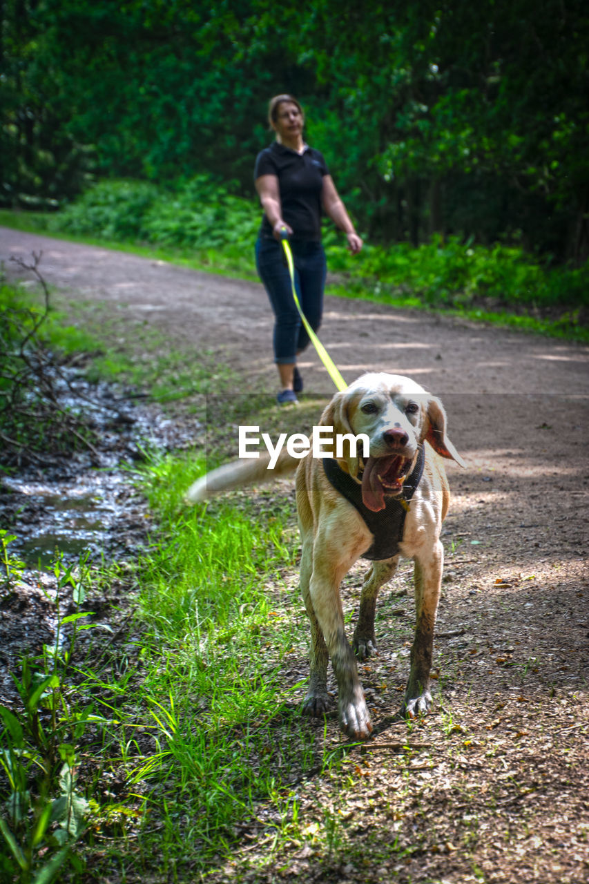 DOG RUNNING ON STREET