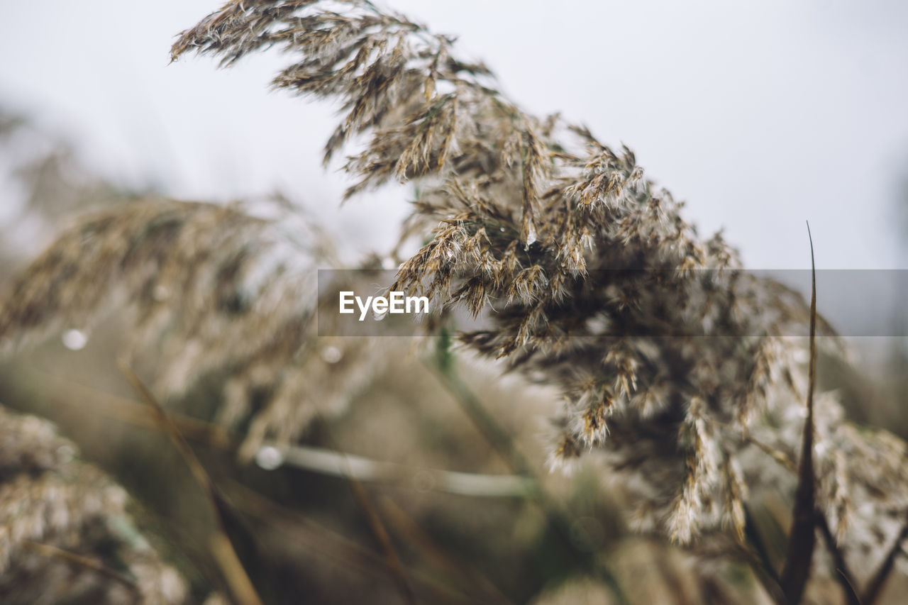 Close-up of dry plant on snowy field against sky