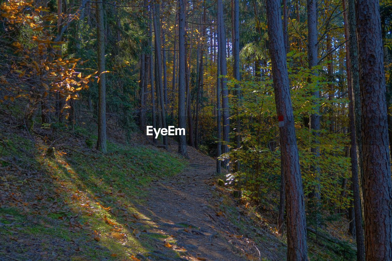 Pine trees in forest