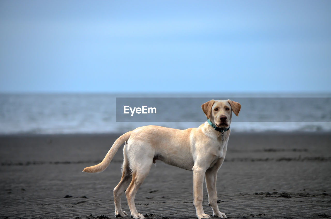 Dog on beach against clear sky