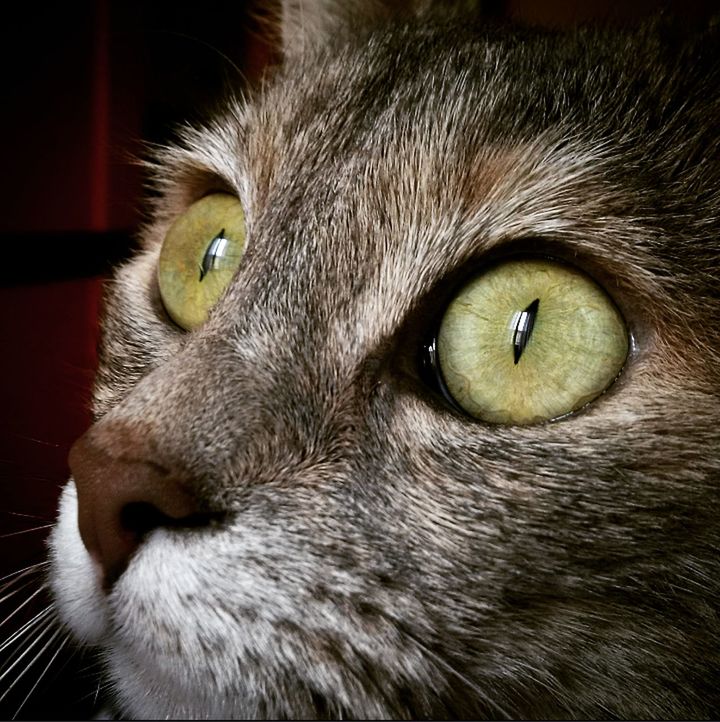 PORTRAIT OF CAT