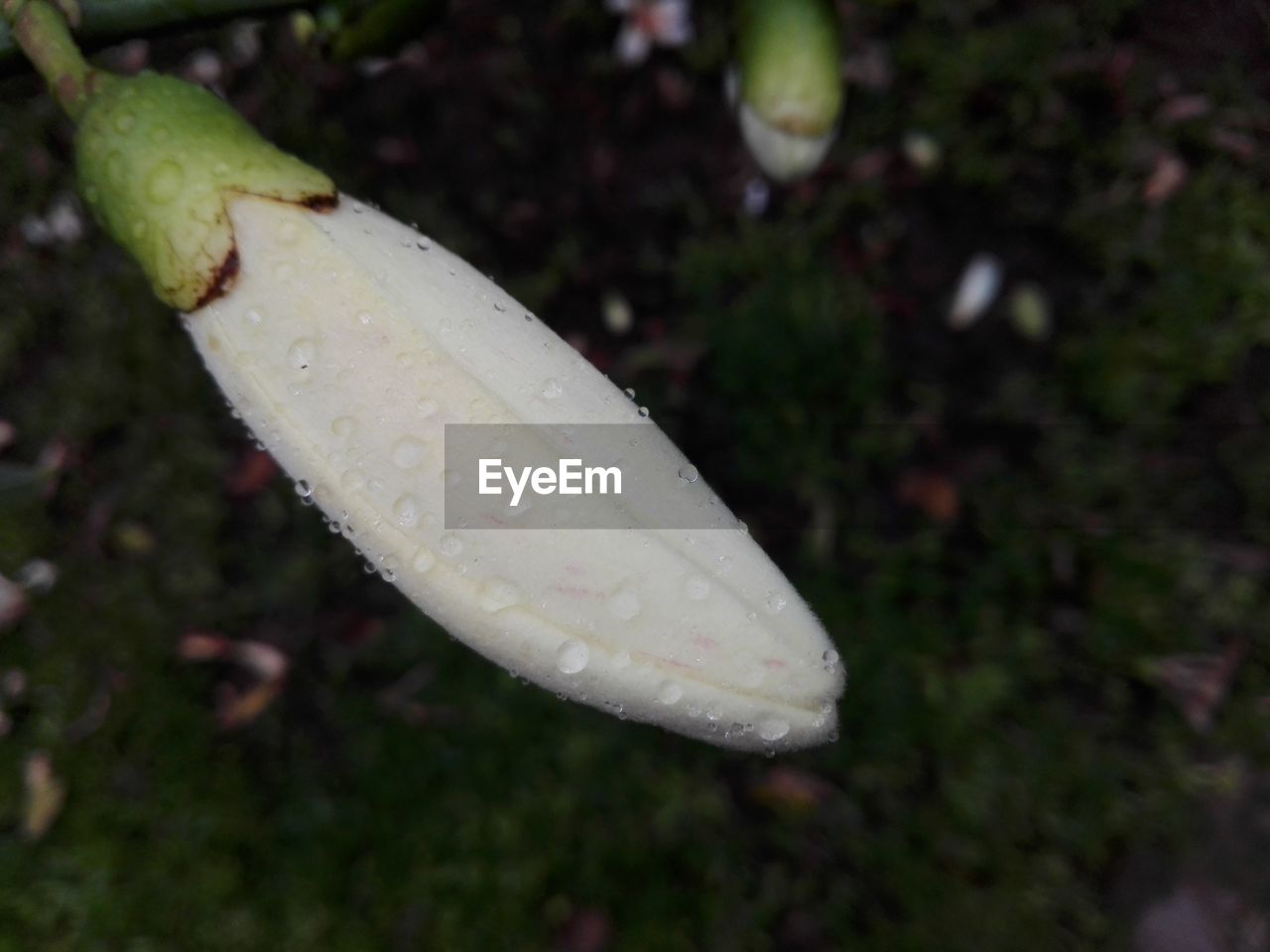 CLOSE-UP OF WET WHITE LEAF