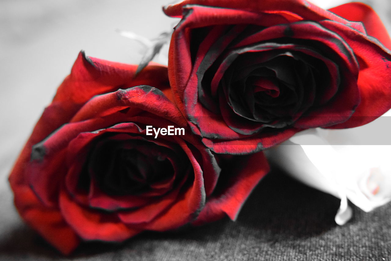 Close-up of red roses on table