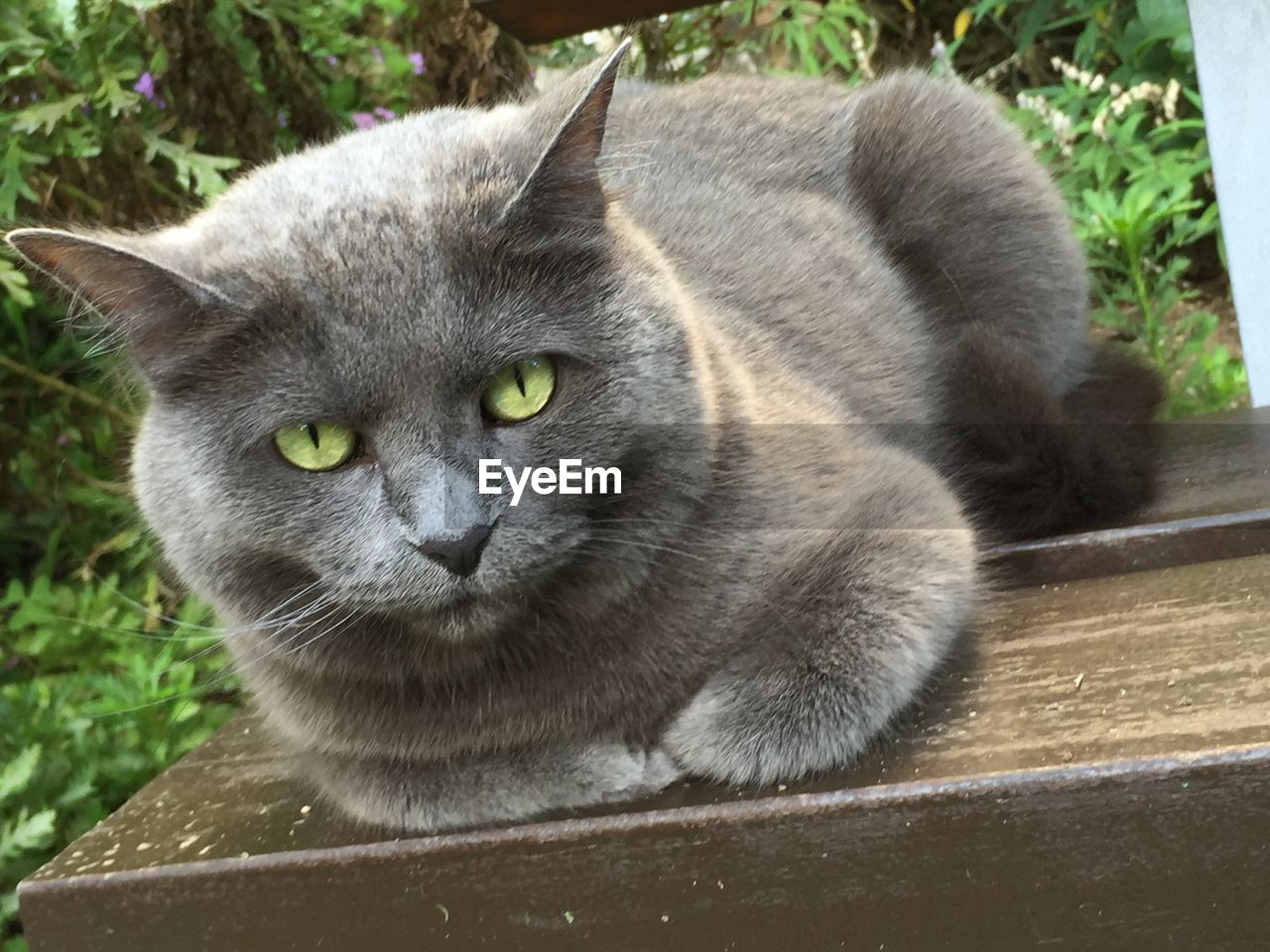 Close-up portrait of cat sitting on wooden table