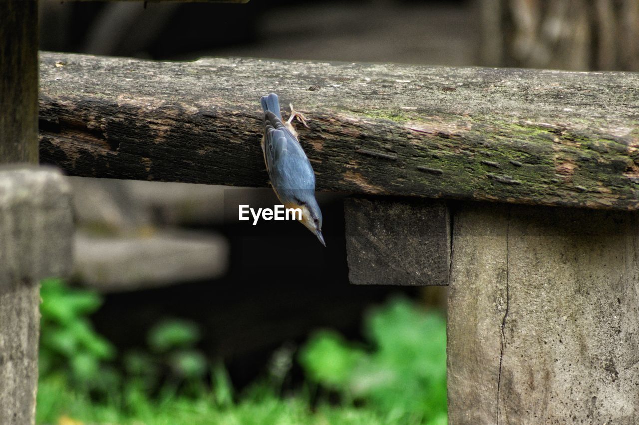 BIRD PERCHING ON WOOD