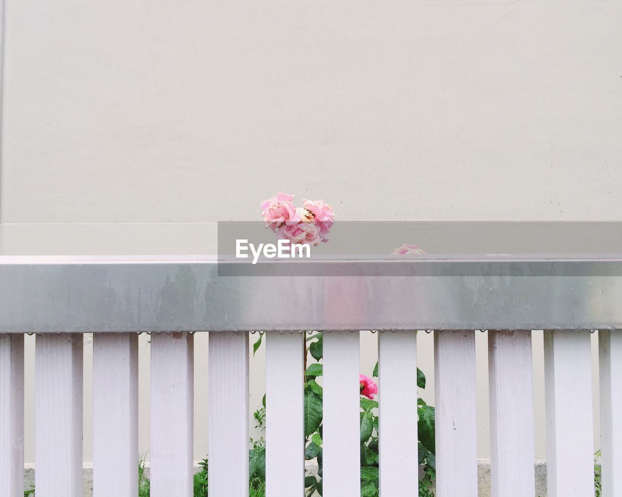 PINK FLOWERING PLANT AGAINST WALL
