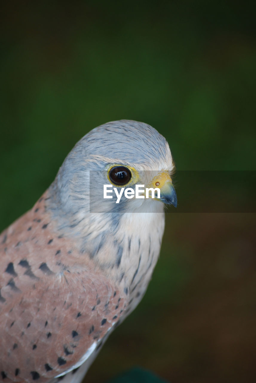 Breathtaking falcon with white and light blue feathers