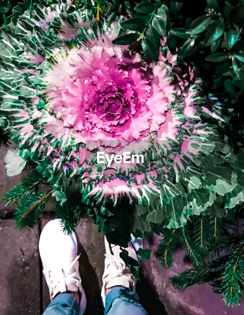 LOW SECTION OF MAN STANDING BY PINK FLOWER