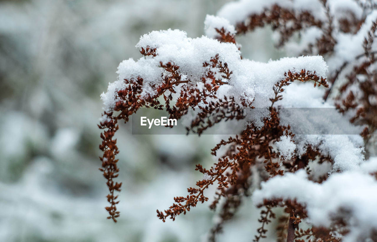 snow, winter, frost, cold temperature, branch, nature, plant, close-up, freezing, frozen, tree, no people, beauty in nature, coniferous tree, white, ice, day, pinaceae, outdoors, environment, focus on foreground, pine tree, land, macro photography, flower, selective focus, leaf, forest