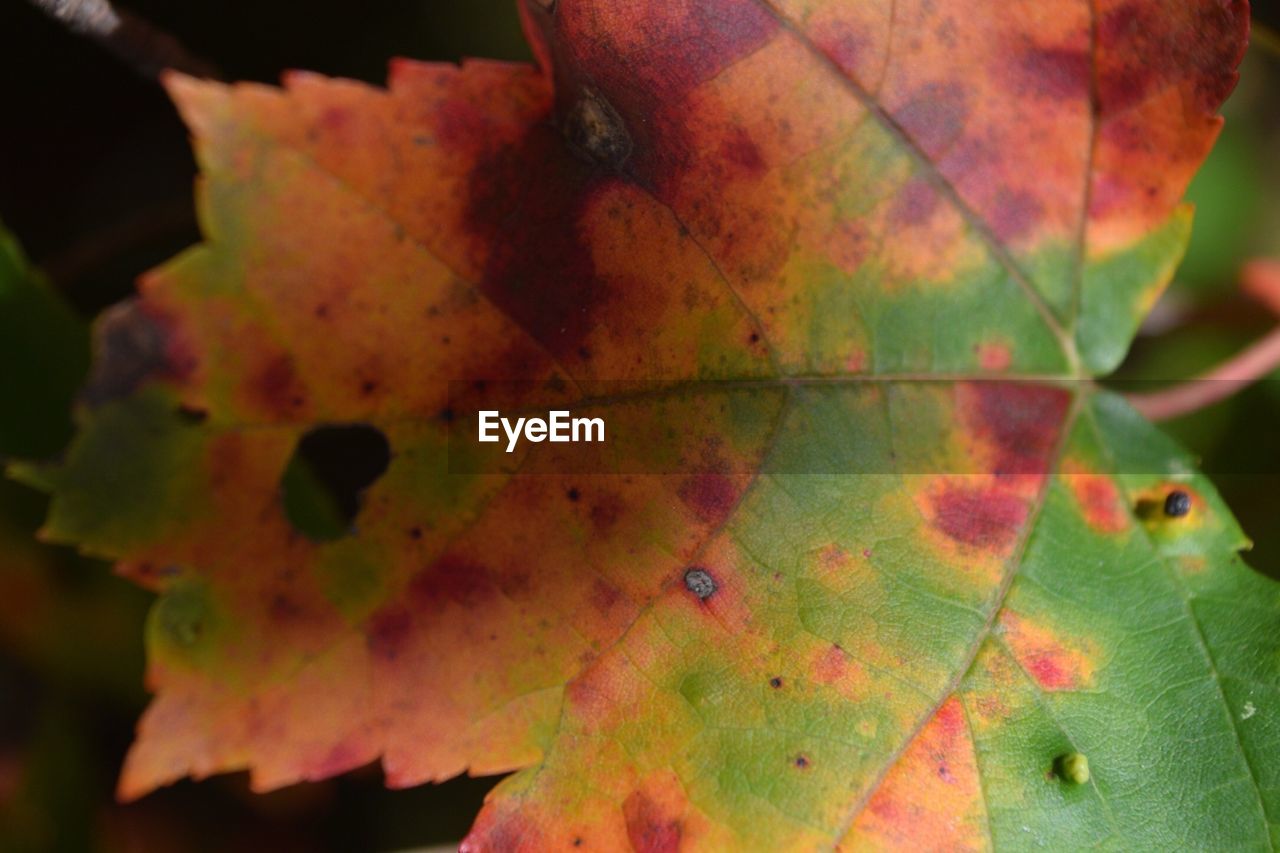 CLOSE-UP OF MAPLE LEAVES ON GROUND