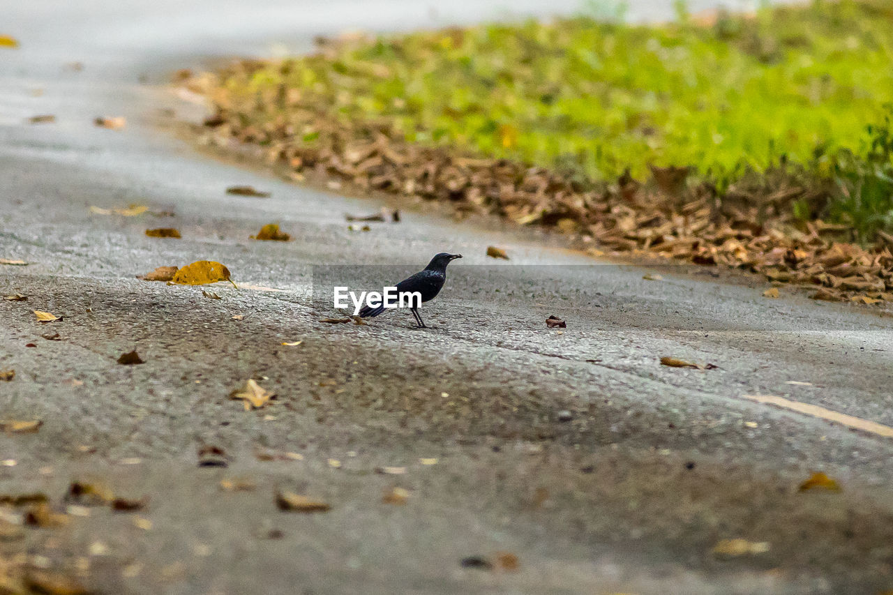 VIEW OF BIRDS ON THE GROUND