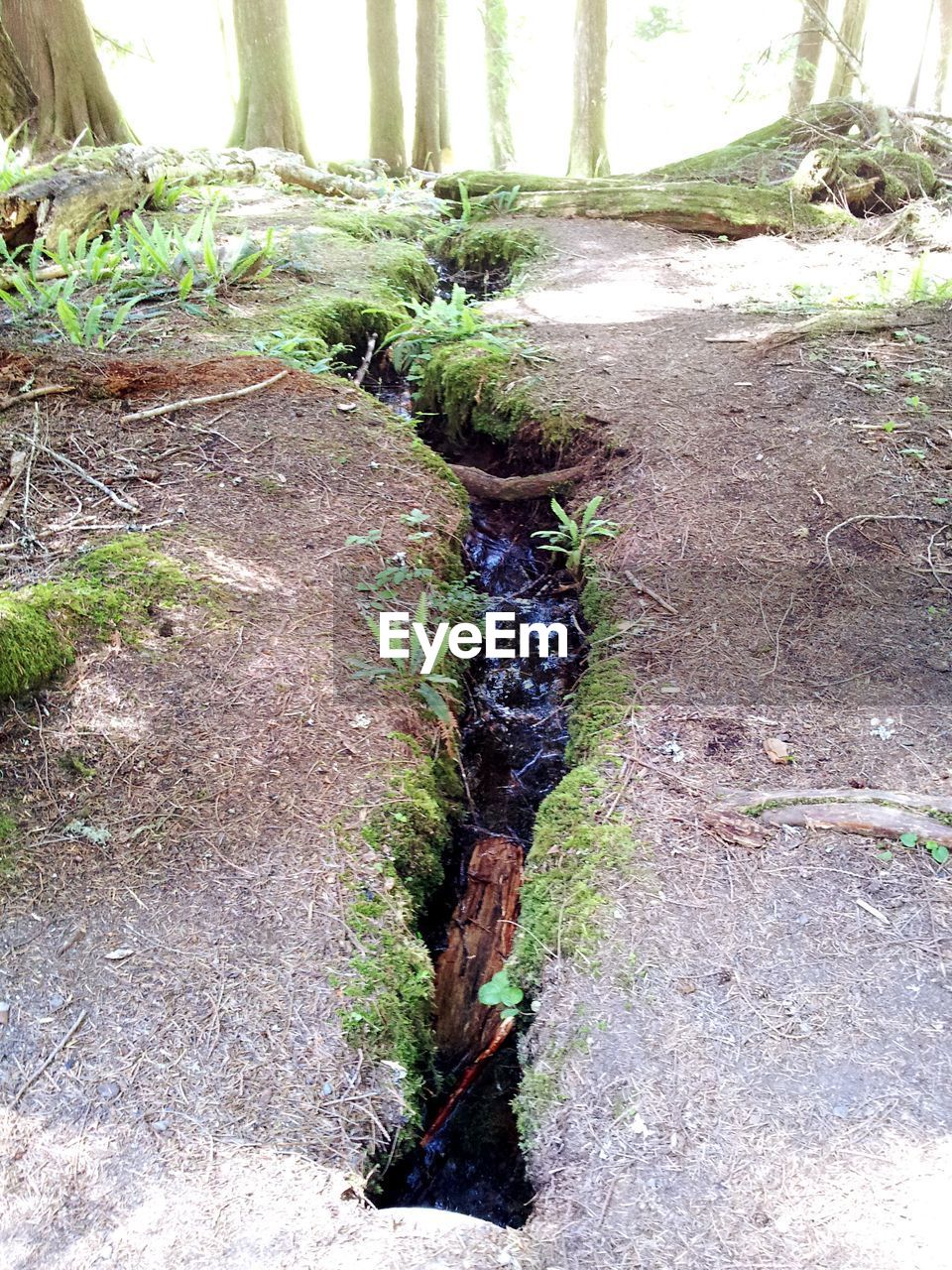 PLANTS GROWING ON TREE